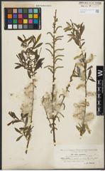 Foto von Salix purpurea L.